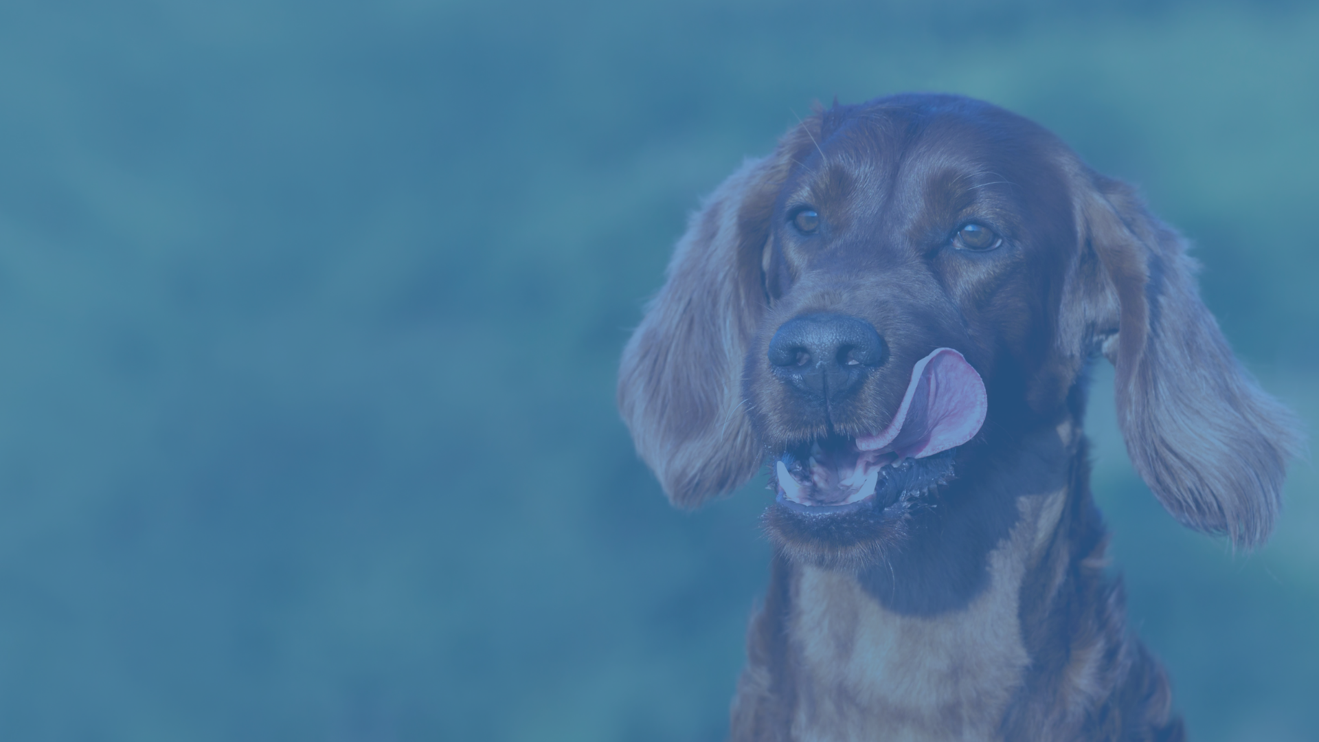 Centro Veterinario<br/>Carabanchel Alto